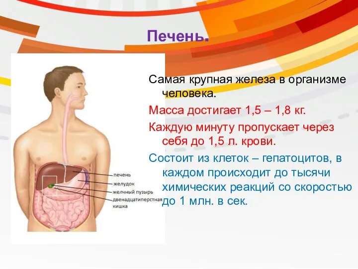 Печень. Самая крупная железа в организме человека. Масса достигает 1,5 – 1,8