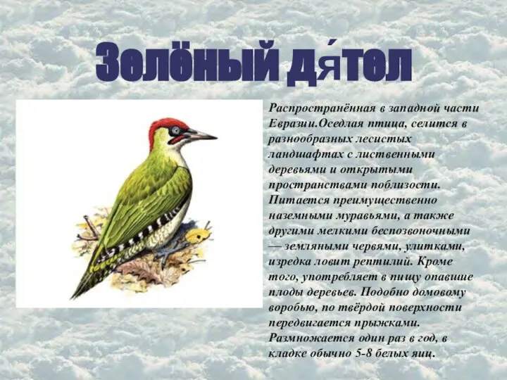 Зелёный дя́тел Распространённая в западной части Евразии.Оседлая птица, селится в разнообразных лесистых