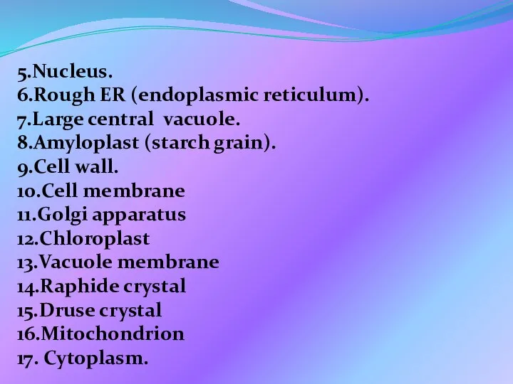 5.Nucleus. 6.Rough ER (endoplasmic reticulum). 7.Large central vacuole. 8.Amyloplast (starch grain). 9.Cell