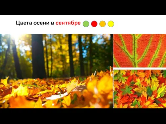 Цвета осени в сентябре