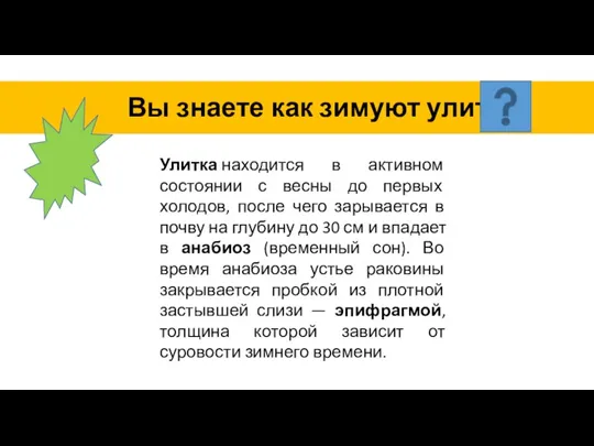 Вы знаете как зимуют улитки Улитка находится в активном состоянии с весны