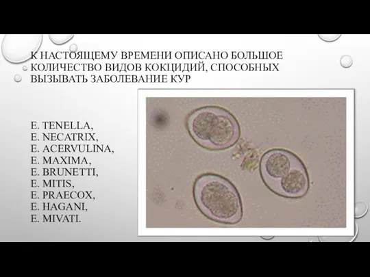 К НАСТОЯЩЕМУ ВРЕМЕНИ ОПИСАНО БОЛЬШОЕ КОЛИЧЕСТВО ВИДОВ КОКЦИДИЙ, СПОСОБНЫХ ВЫЗЫВАТЬ ЗАБОЛЕВАНИЕ КУР