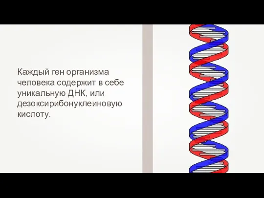 Каждый ген организма человека содержит в себе уникальную ДНК, или дезоксирибонуклеиновую кислоту.