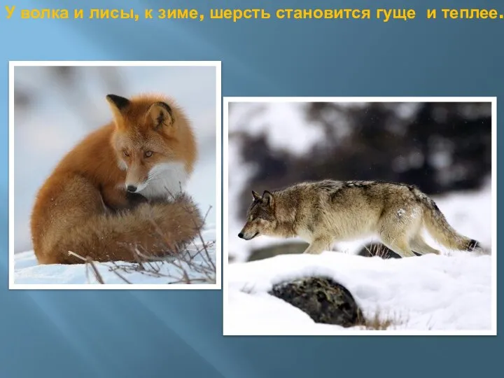У волка и лисы, к зиме, шерсть становится гуще и теплее.