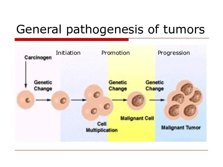 General pathogenesis of tumors Initiation Promotion Progression