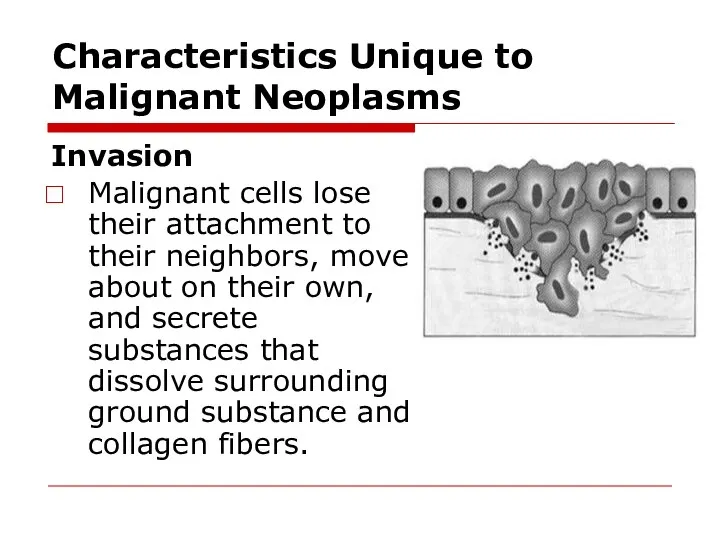 Characteristics Unique to Malignant Neoplasms Invasion Malignant cells lose their attachment to