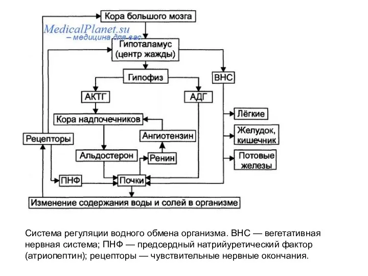 Система регуляции водного обмена организма. ВНС — вегетативная нервная система; ПНФ —
