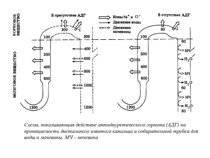 Схема, показывающая действие антидиуретического гормона (АДГ) на проницаемость дистального извитого канальца и