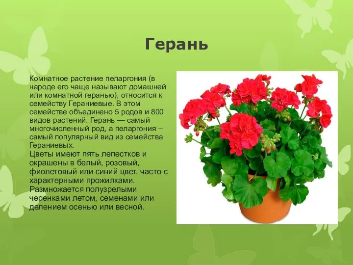 Герань Комнатное растение пеларгония (в народе его чаще называют домашней или комнатной