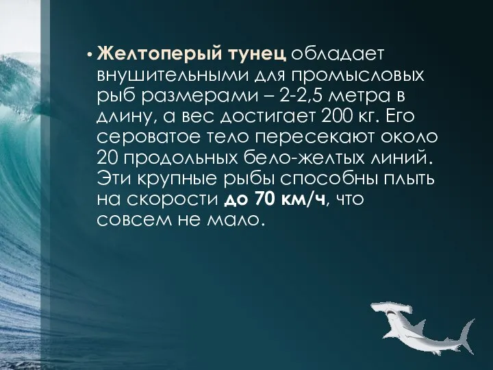 Желтоперый тунец обладает внушительными для промысловых рыб размерами – 2-2,5 метра в