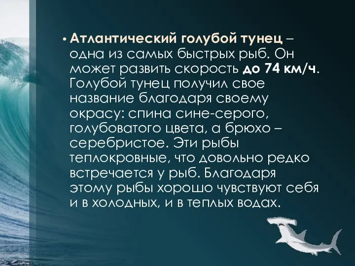 Атлантический голубой тунец – одна из самых быстрых рыб. Он может развить