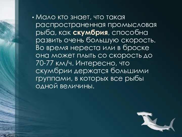 Мало кто знает, что такая распространенная промысловая рыба, как скумбрия, способна развить