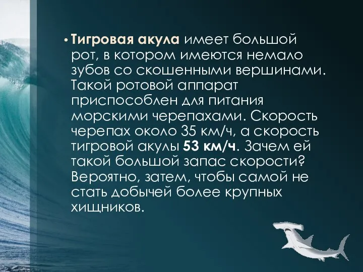 Тигровая акула имеет большой рот, в котором имеются немало зубов со скошенными