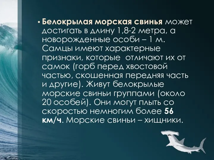 Белокрылая морская свинья может достигать в длину 1,8-2 метра, а новорожденные особи