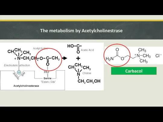 The metabolism by Acetylcholinestrase Carbacol