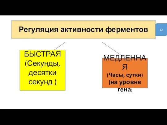 Регуляция активности ферментов БЫСТРАЯ (Секунды, десятки секунд ) МЕДЛЕННАЯ (Часы, сутки) (на уровне гена) 12