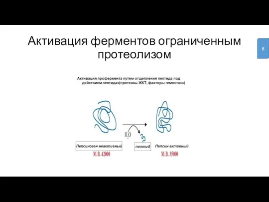 Активация ферментов ограниченным протеолизом 8