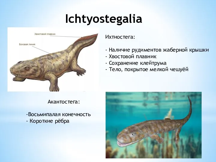 Ichtyostegalia Ихтиостега: - Наличие рудиментов жаберной крышки - Хвостовой плавник - Сохранение