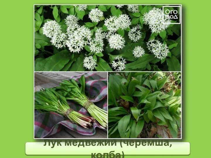 Лук медвежий (черемша, колба)