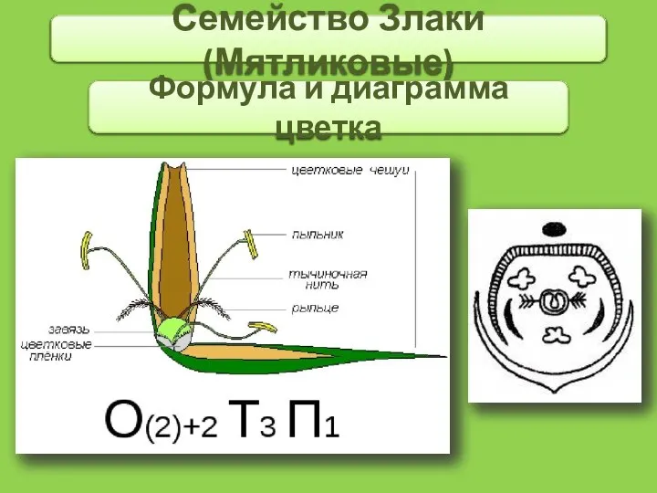Семейство Злаки (Мятликовые) Формула и диаграмма цветка