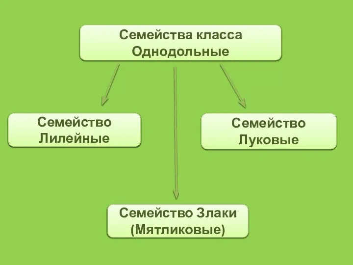 Семейства класса Однодольные Семейство Лилейные Семейство Луковые Семейство Злаки (Мятликовые)