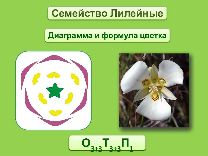 Семейство Лилейные О3+3Т3+3П1 Диаграмма и формула цветка