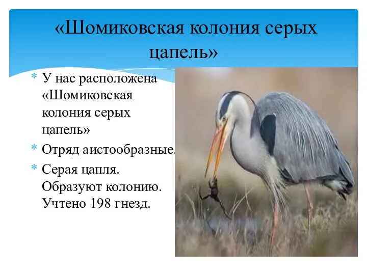 «Шомиковская колония серых цапель» У нас расположена «Шомиковская колония серых цапель» Отряд