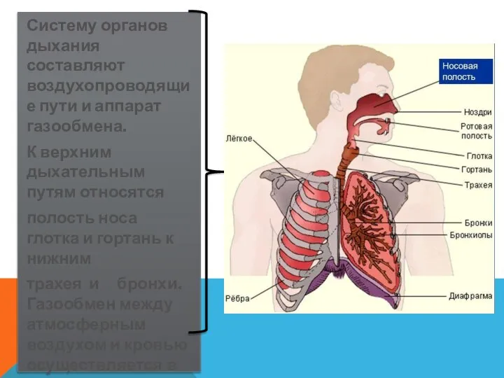 Систему органов дыхания составляют воздухопроводящие пути и аппарат газообмена. К верхним дыхательным