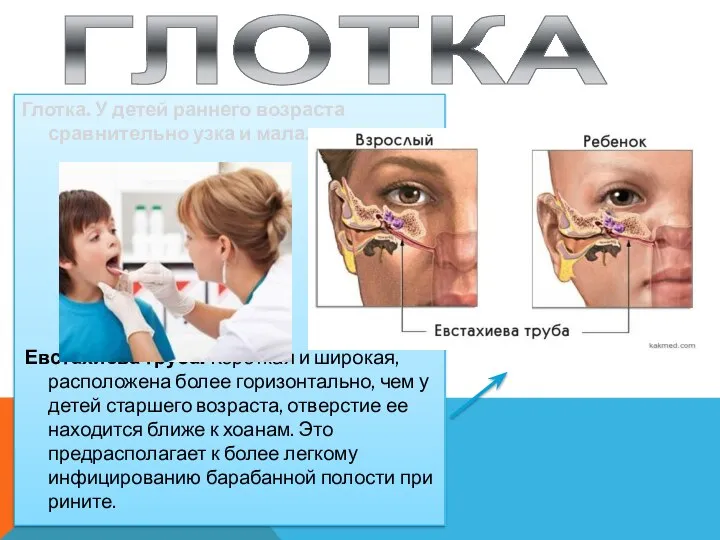 ГЛОТКА Глотка. У детей раннего возраста сравнительно узка и мала. Евстахиева труба.