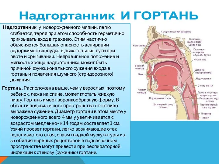 Надгортанник И ГОРТАНЬ Надгортанник у новорожденного мягкий, легко сгибается, теряя при этом