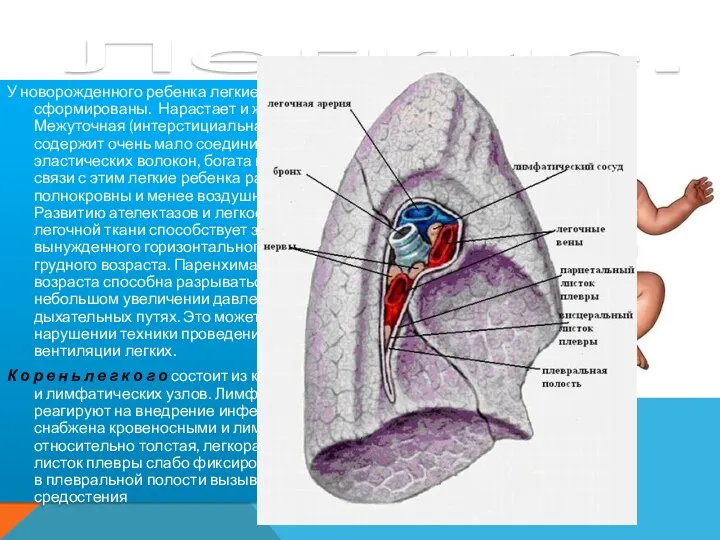 Легкие. У новорожденного ребенка легкие недостаточно сформированы. Нарастает и жизненная емкость легких.