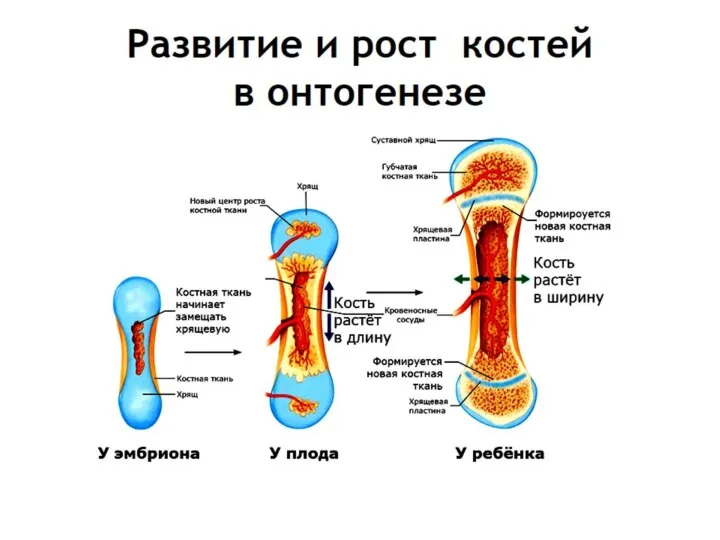 Развитие и рост костей в онтогенезе