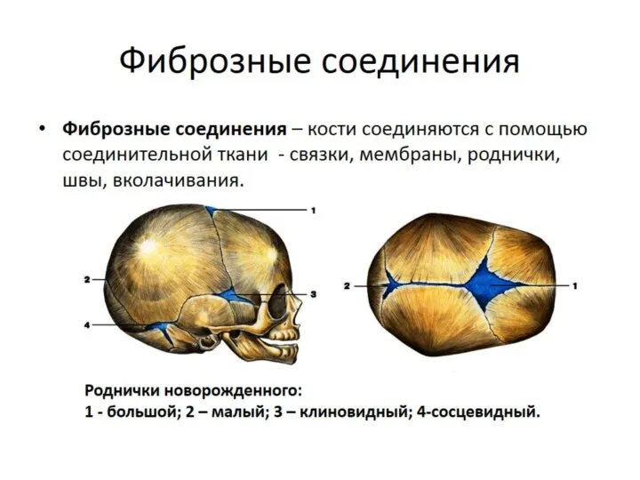 Фиброзные соединения