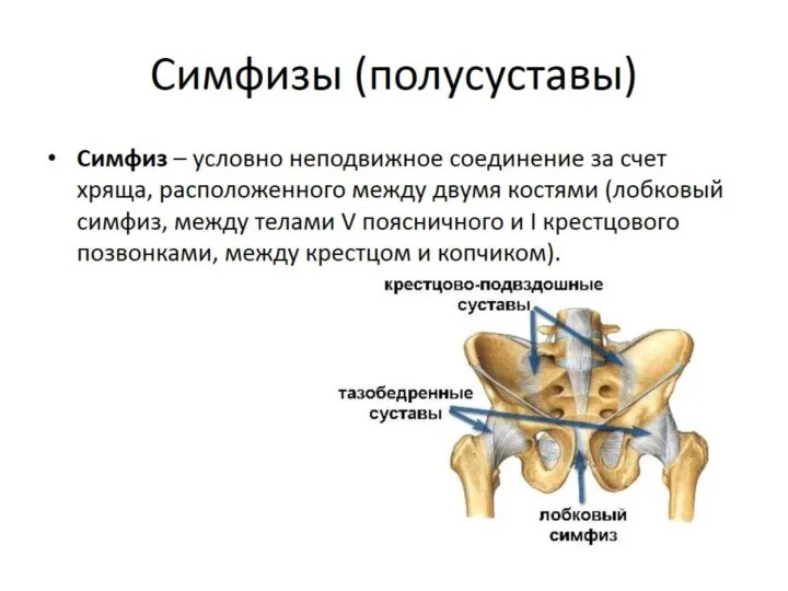 Симфизы (полусуставы)