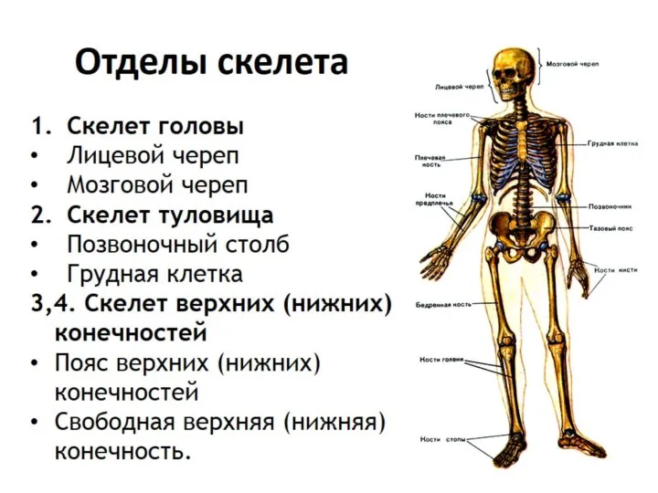 Отделы скелета