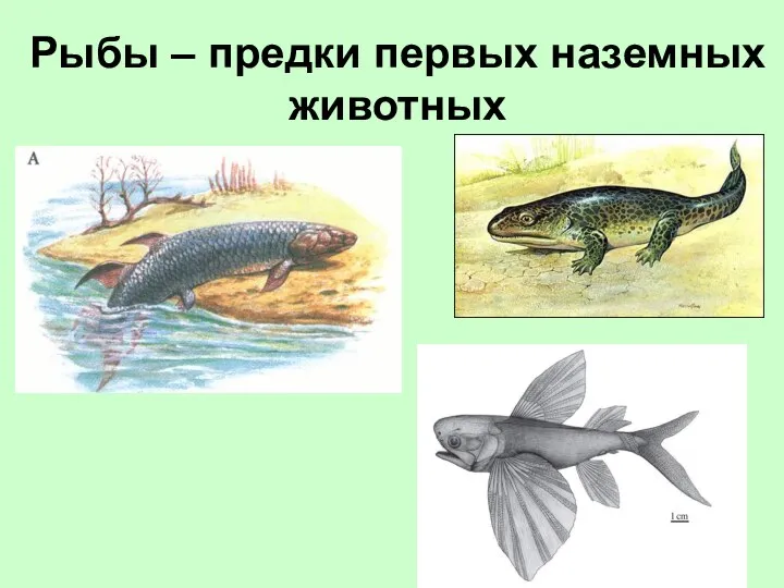 Рыбы – предки первых наземных животных