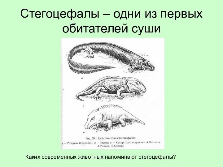 Стегоцефалы – одни из первых обитателей суши Каких современных животных напоминают стегоцефалы?