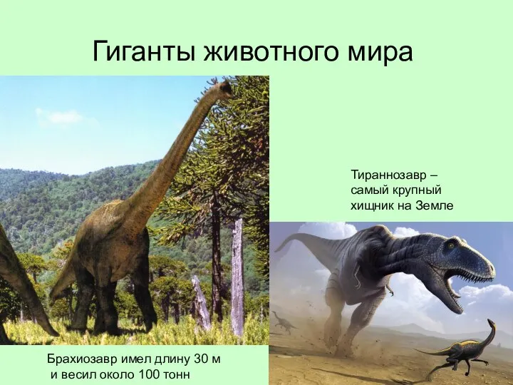 Гиганты животного мира Брахиозавр имел длину 30 м и весил около 100