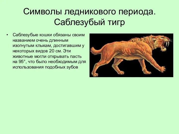 Символы ледникового периода. Саблезубый тигр Саблезубые кошки обязаны своим названием очень длинным
