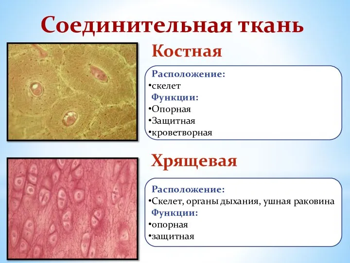 Соединительная ткань Костная Хрящевая Расположение: скелет Функции: Опорная Защитная кроветворная Расположение: Скелет,