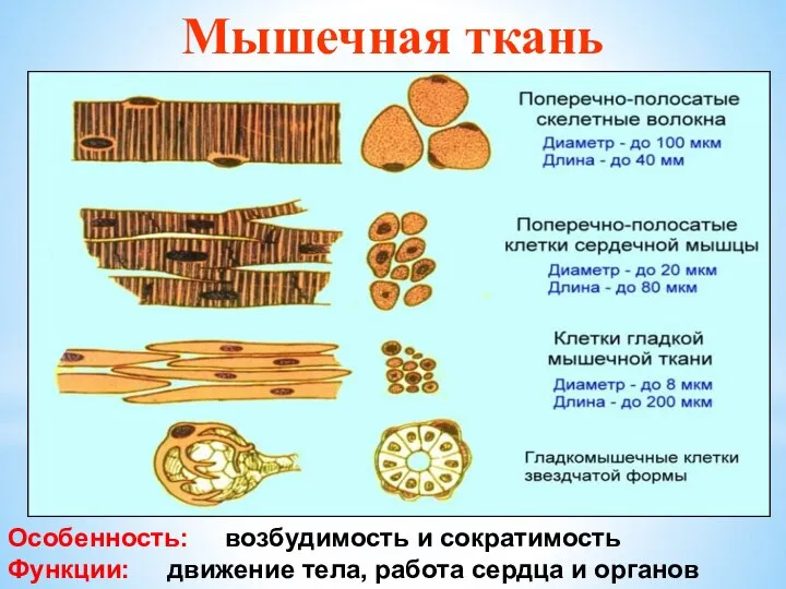 Мышечная ткань Особенность: возбудимость и сократимость Функции: движение тела, работа сердца и органов