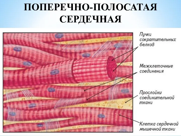 ПОПЕРЕЧНО-ПОЛОСАТАЯ СЕРДЕЧНАЯ