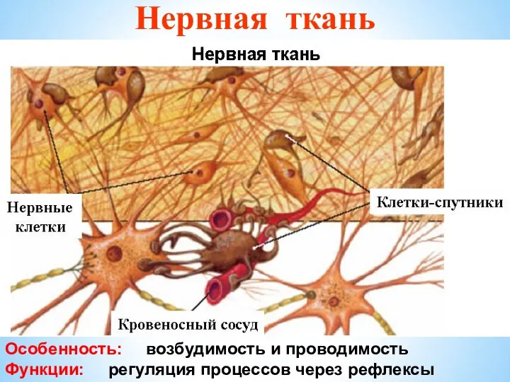 Нервная ткань Особенность: возбудимость и проводимость Функции: регуляция процессов через рефлексы