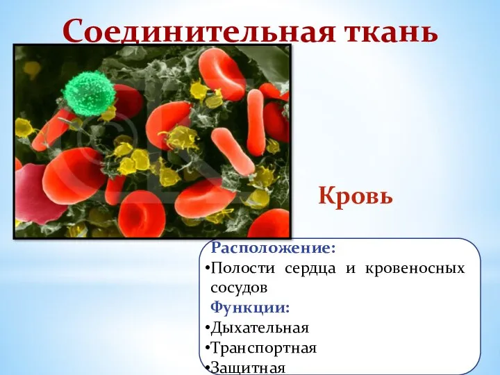 Расположение: Полости сердца и кровеносных сосудов Функции: Дыхательная Транспортная Защитная Соединительная ткань Кровь