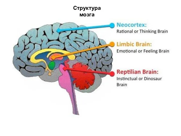 Структура мозга