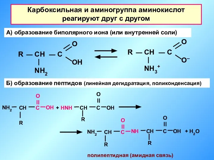 Карбоксильная и аминогруппа аминокислот реагируют друг с другом А) образование биполярного иона