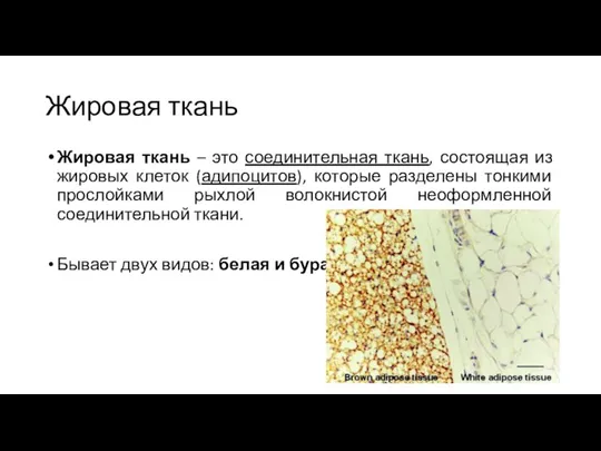 Жировая ткань Жировая ткань – это соединительная ткань, состоящая из жировых клеток