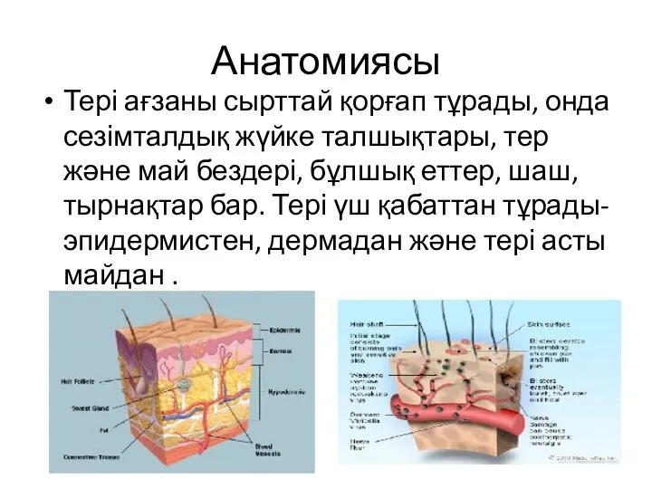 Анатомиясы Тері ағзаны сырттай қорғап тұрады, онда сезімталдық жүйке талшықтары, тер және