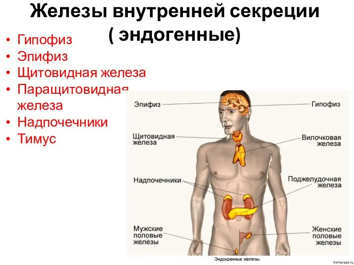 Железы внутренней секреции ( эндогенные) Гипофиз Эпифиз Щитовидная железа Паращитовидная железа Надпочечники Тимус