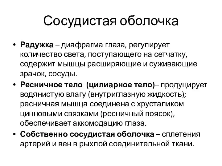 Сосудистая оболочка Радужка – диафрагма глаза, регулирует количество света, поступающего на сетчатку,